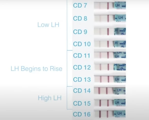 Hormonal imbalances