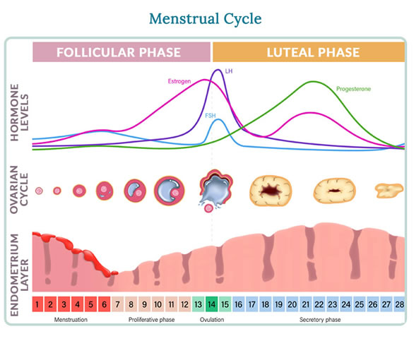 Hormones and the menstrual cycle